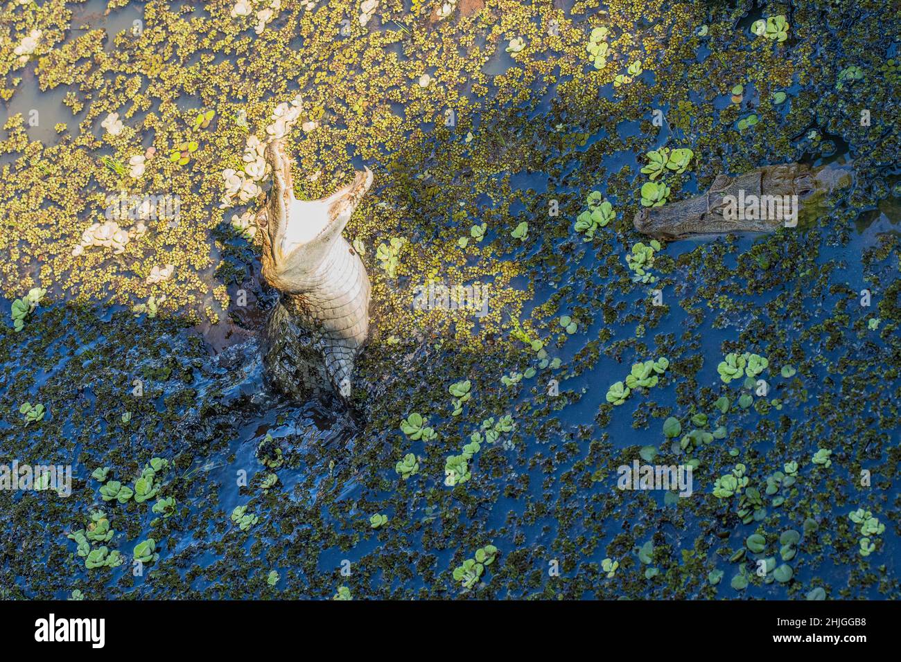 Un attacco caimano in una laguna Foto Stock