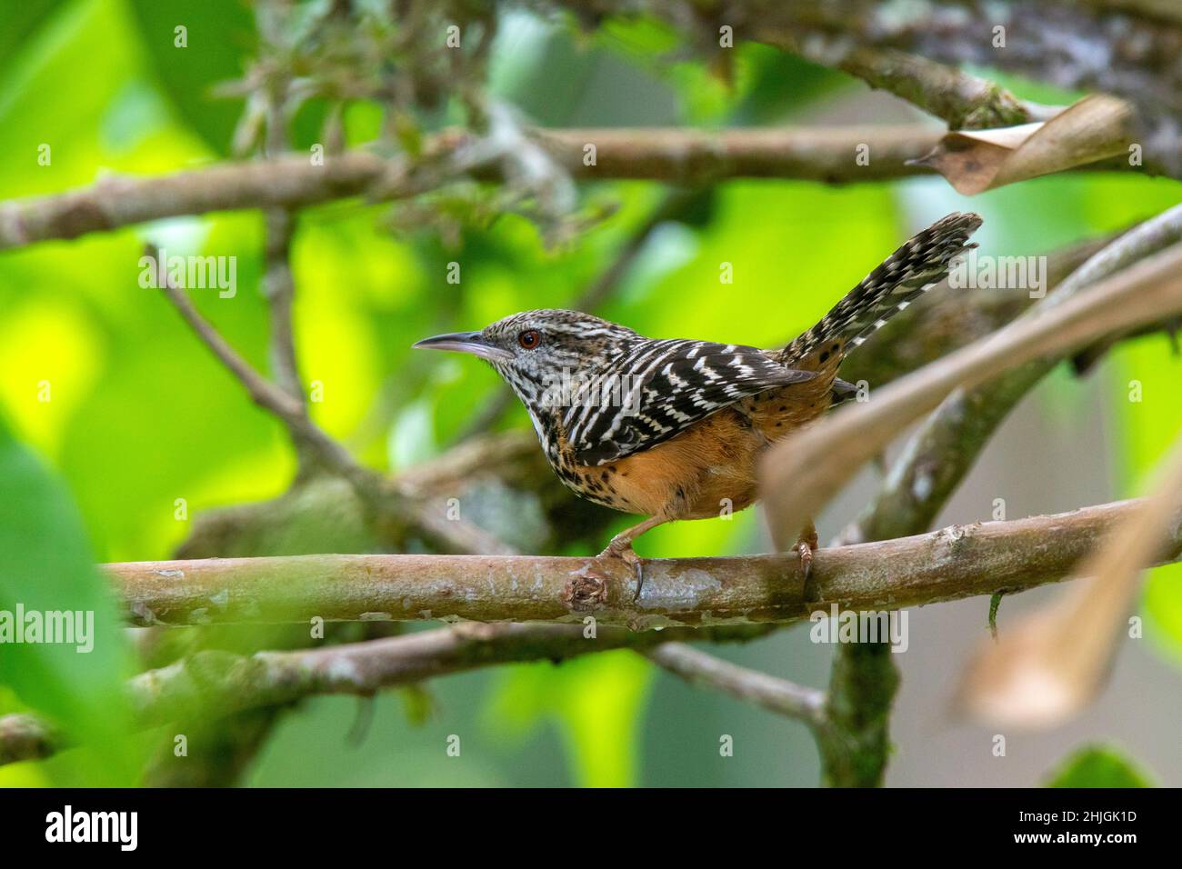 Wren Campylorhynchus zonatus la Selva OTS Station, Costa Rica 19 marzo 2019 Adulto Trogloditidi Foto Stock