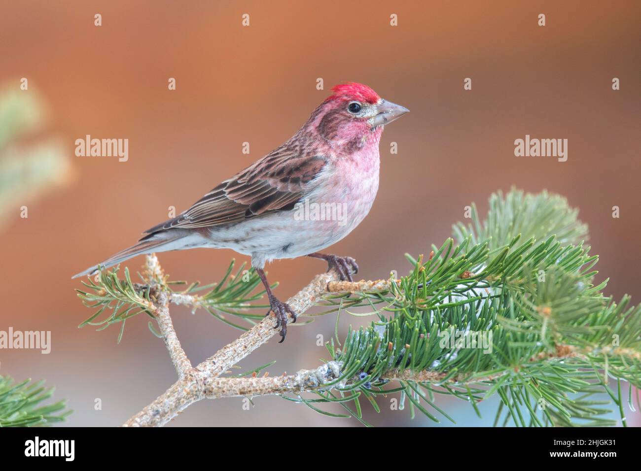 Cassin's Finch Carpodacus cassinii Walden, Colorado, Stati Uniti 30 aprile 2019 maschio adulto Fringillidae Foto Stock