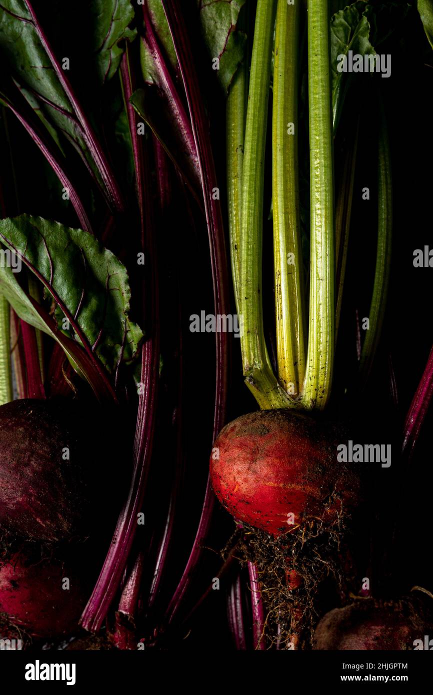 Una vista a primo piano di barbabietole appena raccolte Foto Stock