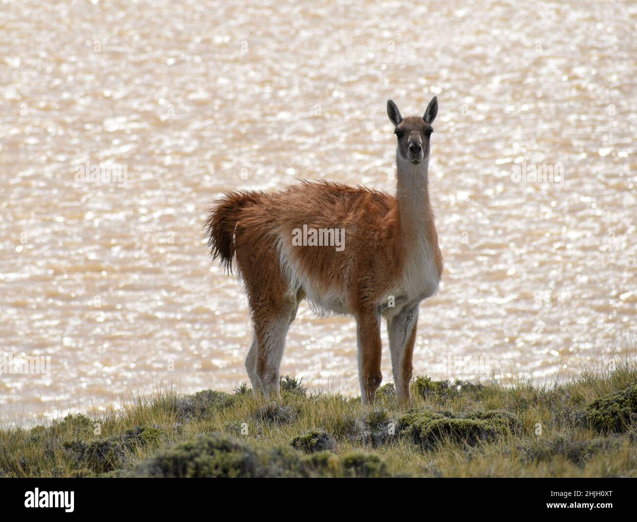 Guanaco (lama guanicoe) al Parco Nazionale Perito Moreno, patagonia, Argentina Foto Stock