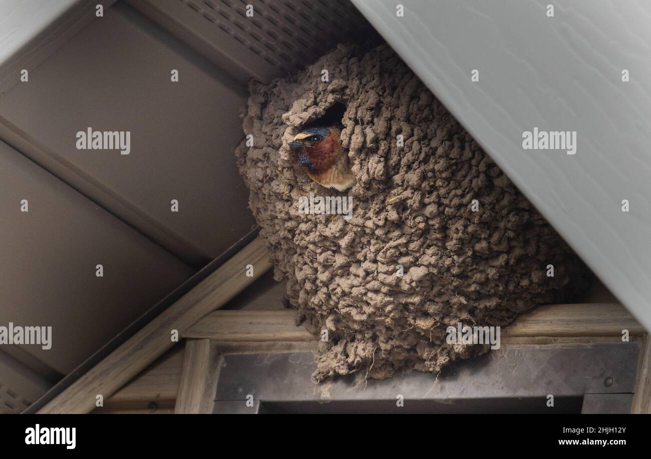 Cliff Swallow nidificato nella navata di una casa del Wisconsin settentrionale. Foto Stock