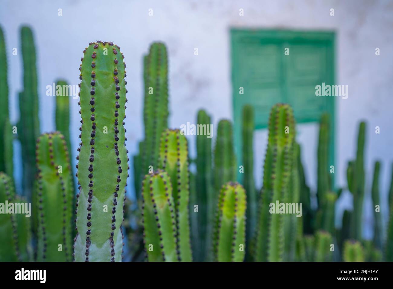 Vista di cactus e cornice rustica verde finestra sullo sfondo, Yaiza, Lanzarote, Isole Canarie, Spagna, Europa Foto Stock