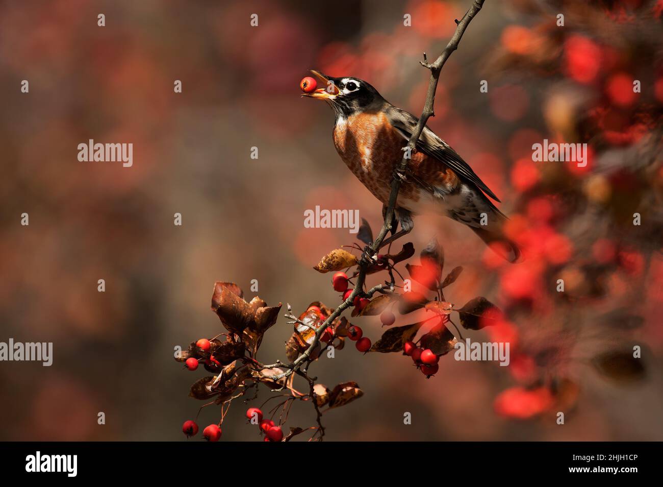 Rapina americana che si alimenta di mele granchio in autunno Foto Stock