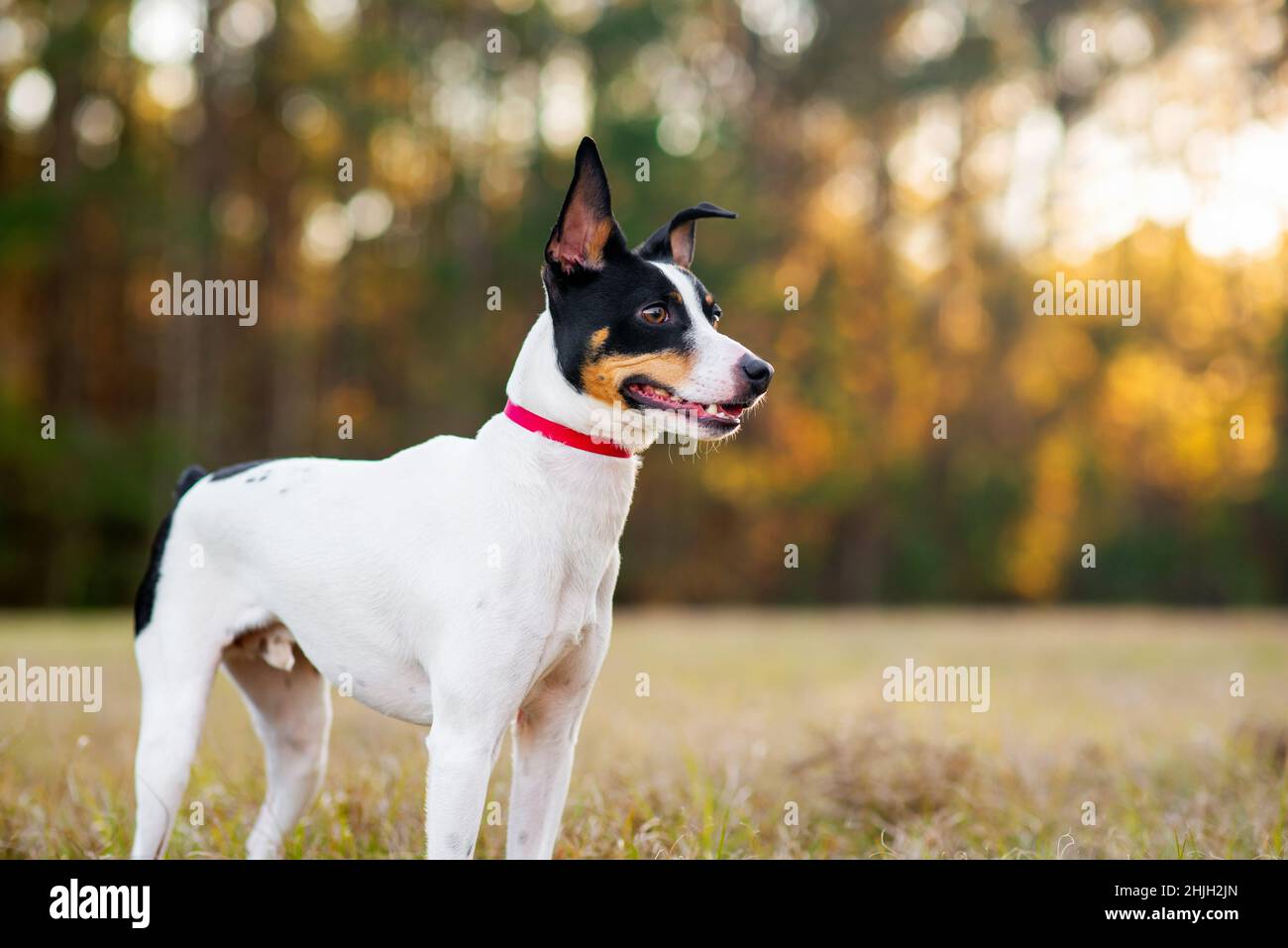 Rat Terrier in una radura nei boschi al tramonto. Il cane è in piedi sull'erba al sole con gli alberi sullo sfondo. Ritratto del terrore del ratto al parco. Foto Stock