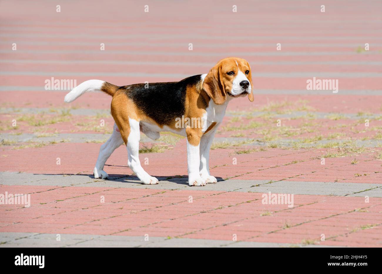 Beagle cane guarda da parte. Il Beagle si trova nel parco. Foto Stock