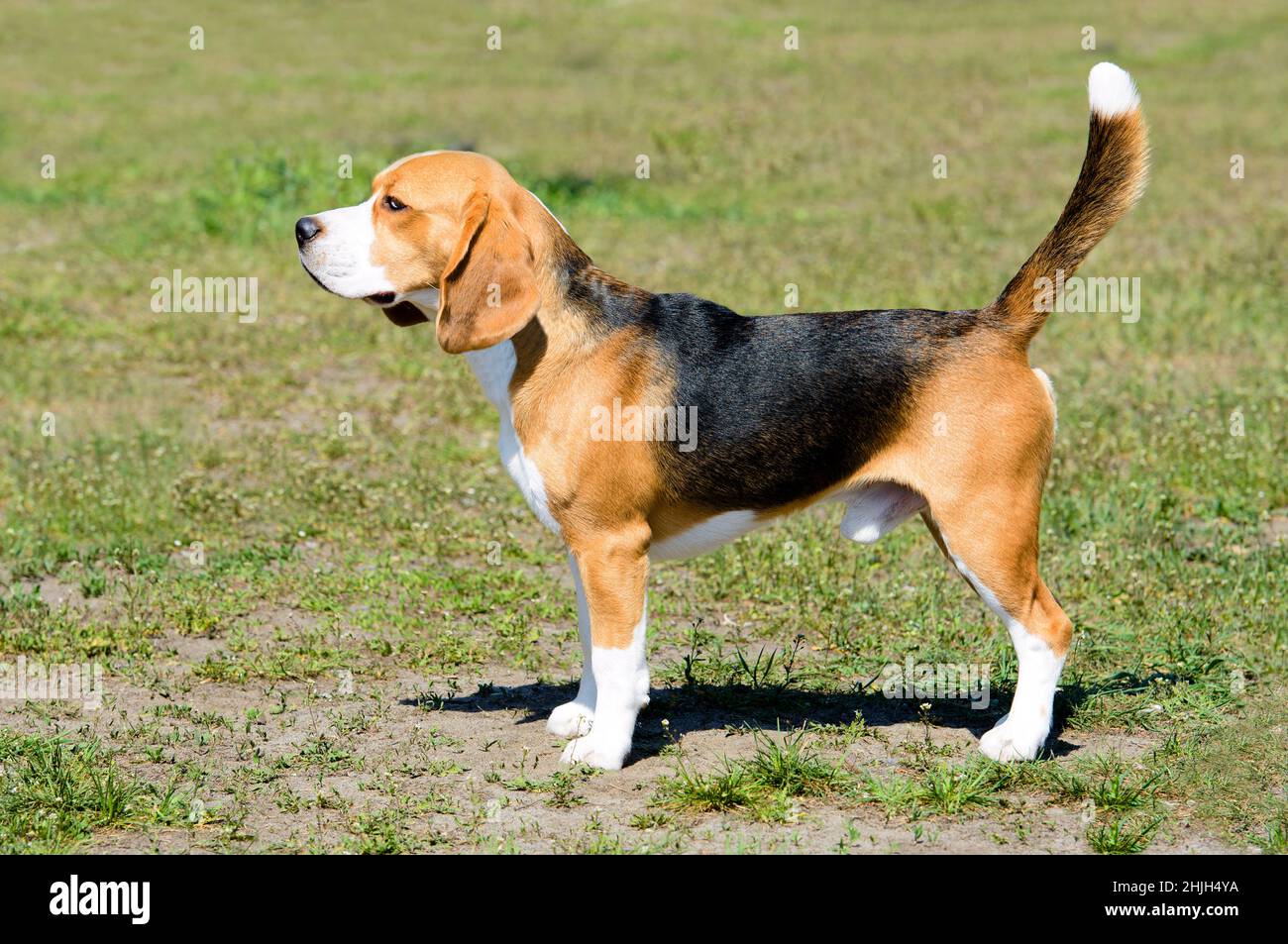 Beagle tricolore nel parco. Il Beagle si trova nel parco. Foto Stock