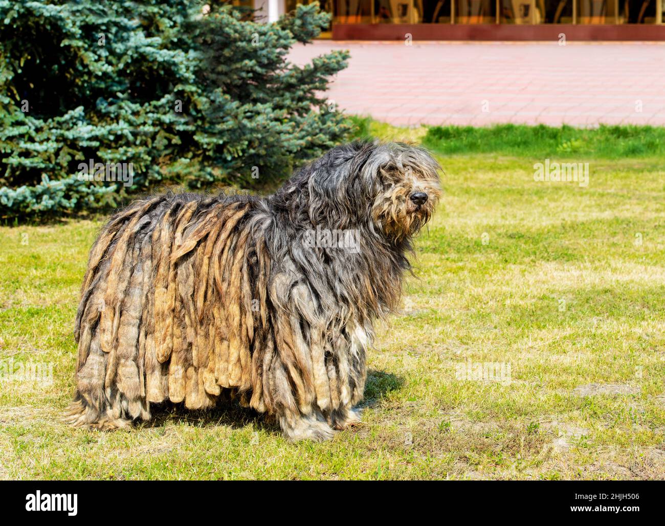 Bergamasco Pastore in profilo. Il Pastore di Bergamasco si erge sull'erba verde del parco. Foto Stock