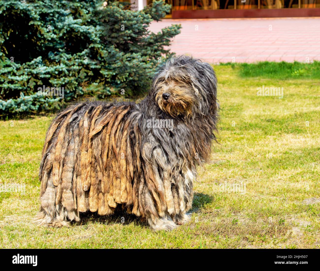 Bergamasco Pastore guarda da parte. Il Pastore di Bergamasco si erge sull'erba verde del parco. Foto Stock