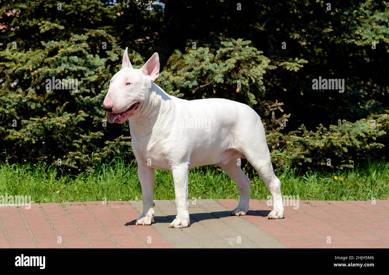 Bull Terrier guarda da parte. Toro rosso e bianco Terrier è sull'erba. Foto Stock