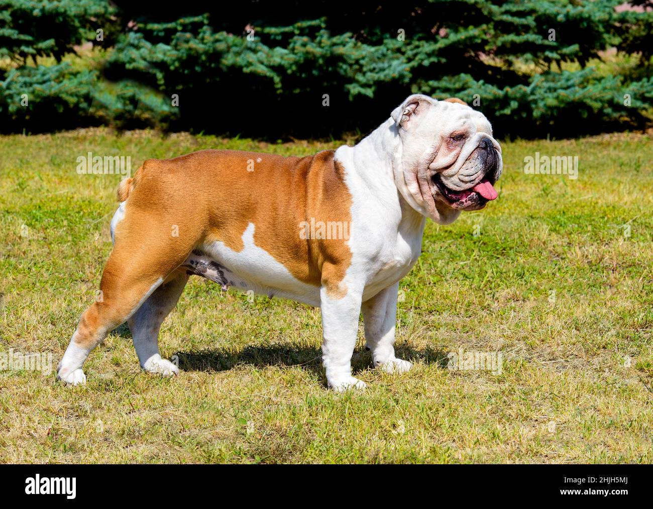 Bulldog in profilo. Bulldog si alza sull'erba. Foto Stock