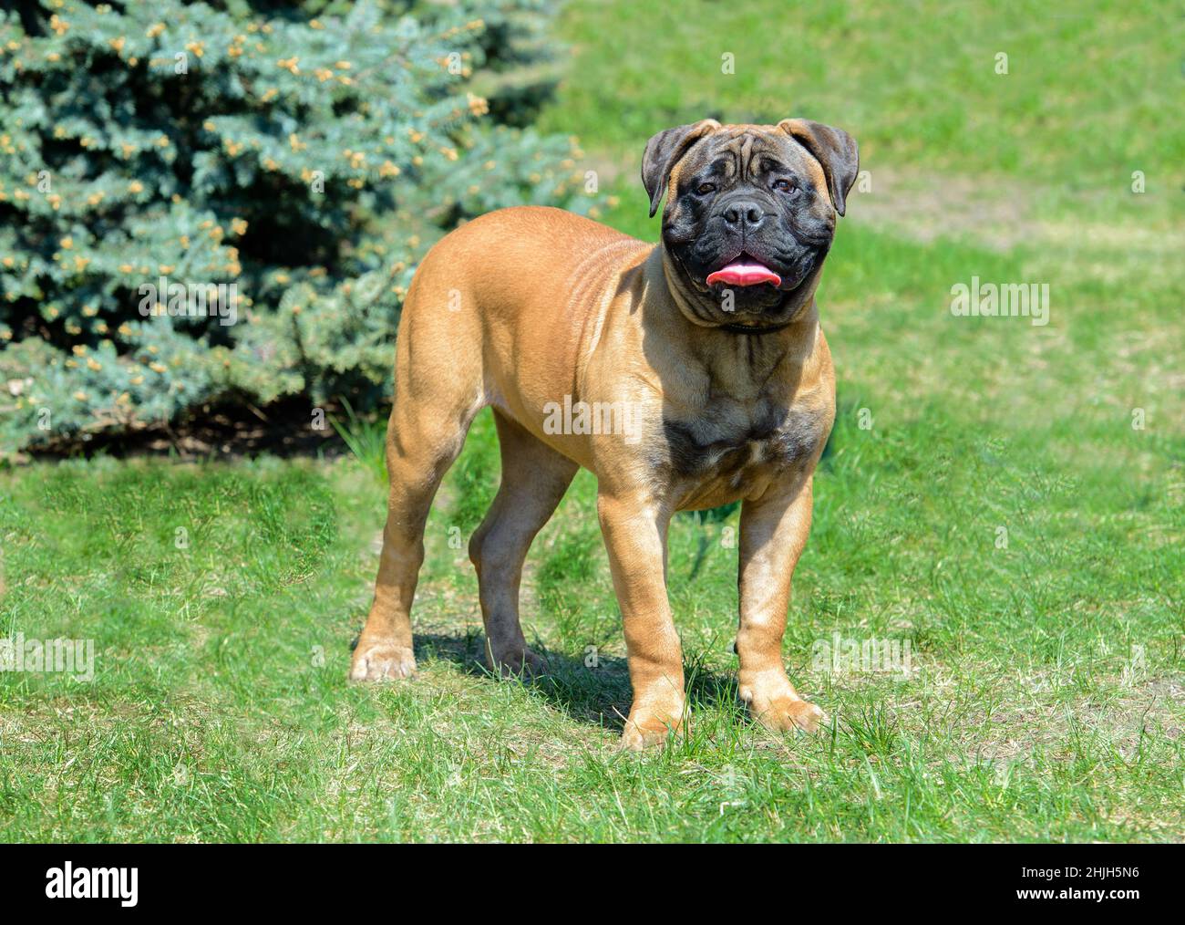 Bullmastiff guarda nella fotocamera. Il Bullmastiff si trova nel parco cittadino sull'erba verde. Foto Stock