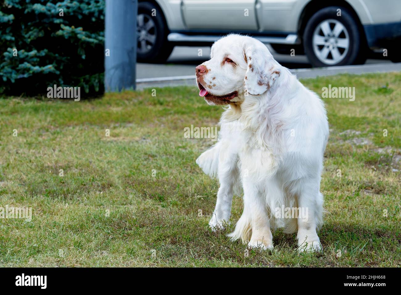 Clumber Spaniel guarda da parte. Il Clumber Spaniel si trova sull'erba del parco. Foto Stock