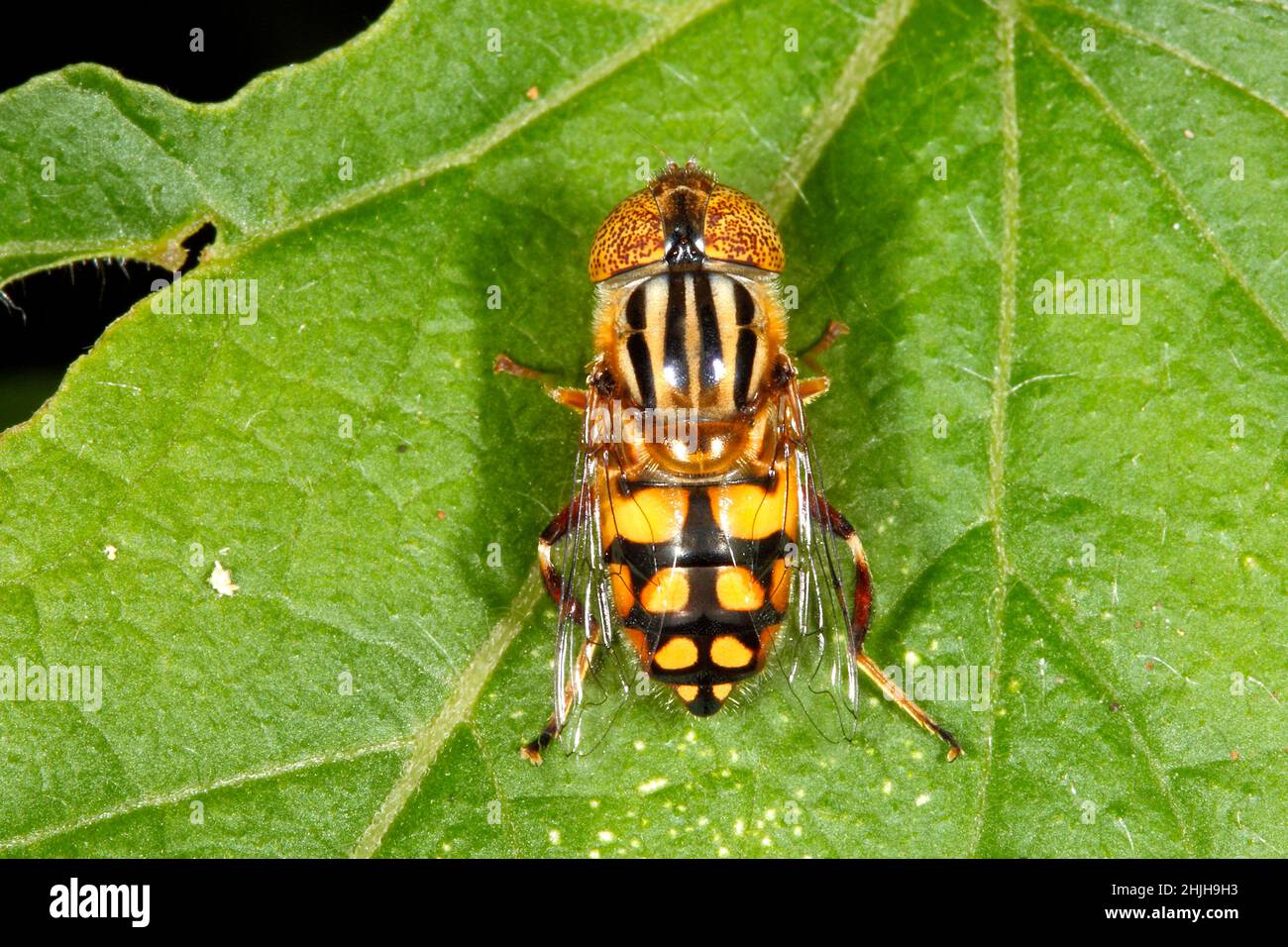 Golden Native Drone Fly, Eristalinus punctulatus. Nativo dell'Australia. Probabilmente una femmina come c'è uno spazio tra gli occhi. Foto Stock