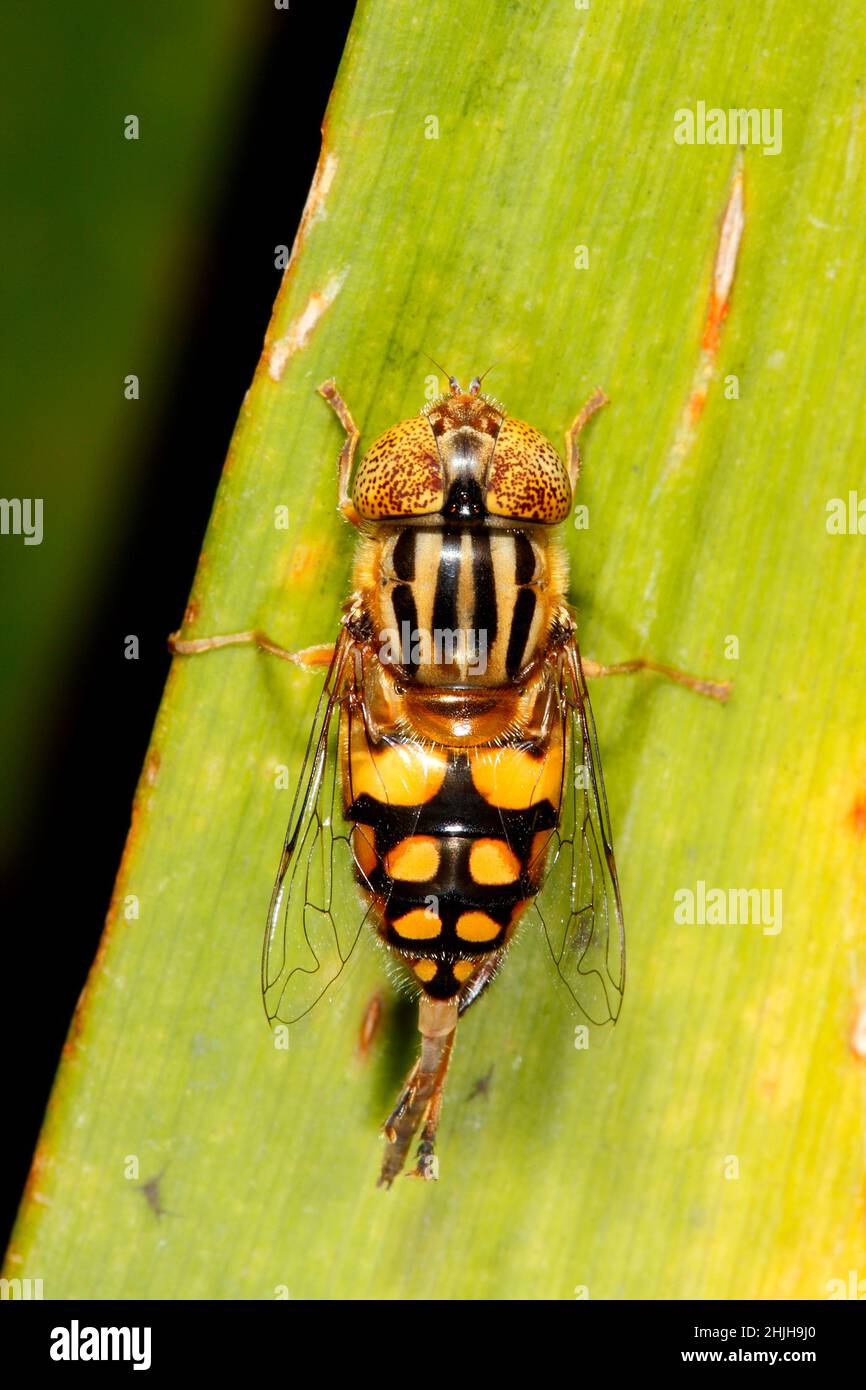 Golden Native Drone Fly, Eristalinus punctulatus. Nativo dell'Australia. Probabilmente una femmina come c'è uno spazio tra gli occhi. Foto Stock