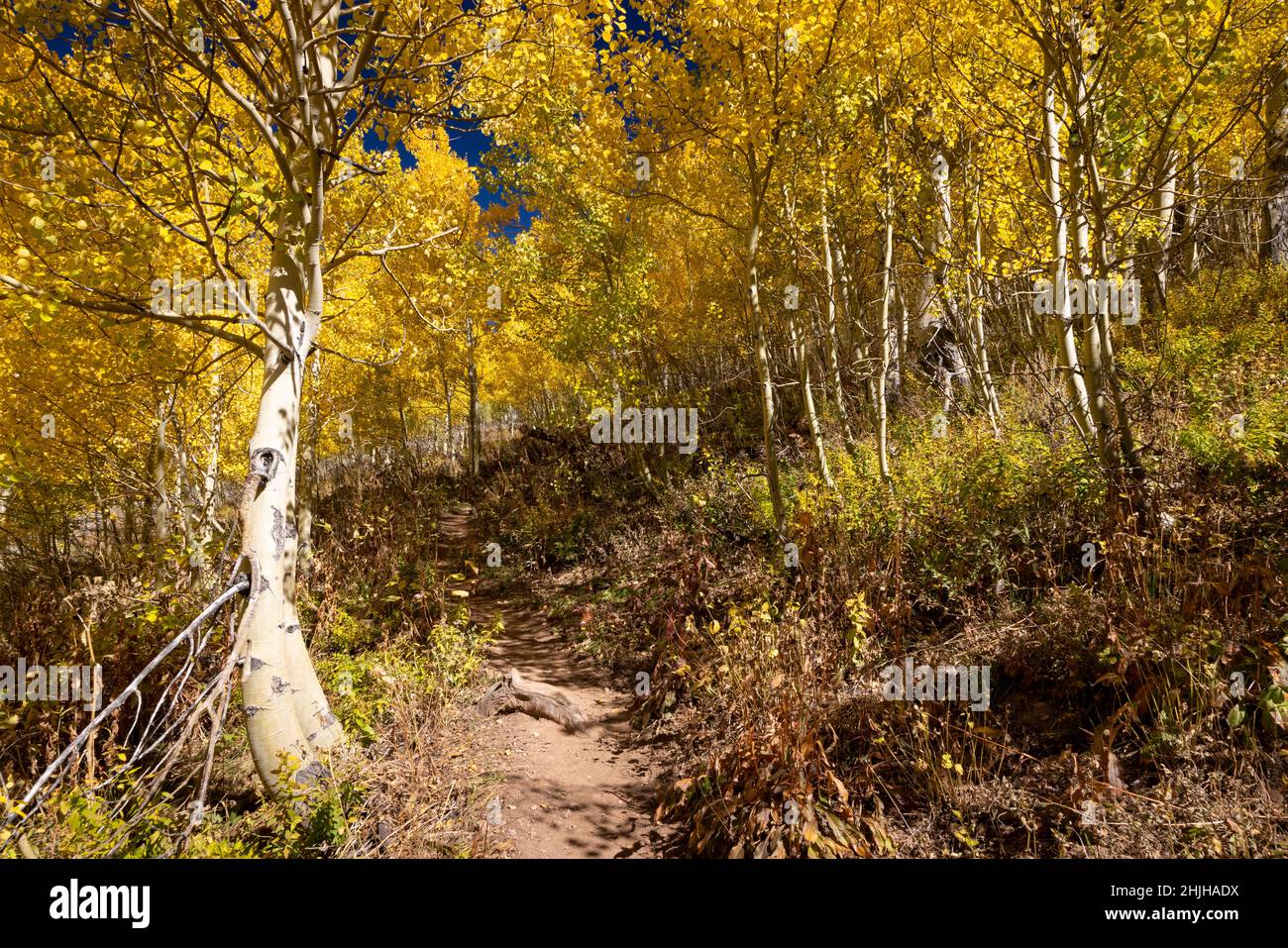 Il Coal Creek Trail nelle montagne Teton entrando in un boschetto d'oro di alberi di aspen caduta. Jedediah Smith Wilderness, Wyoming Foto Stock