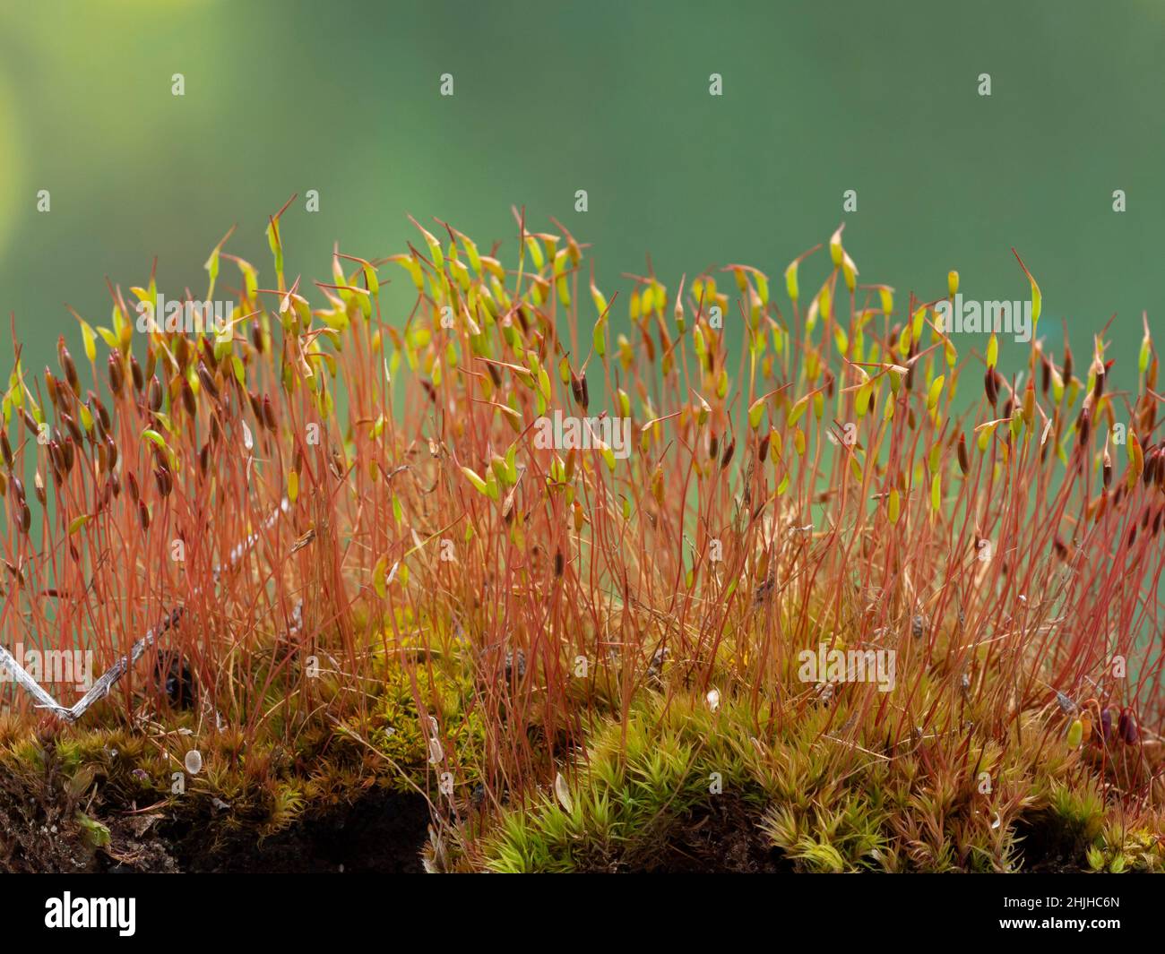 Grazioso cerotto di muro vite-muschio (Tortula muralis) che mostra le alte e sottili sporofiti che si innalzano sopra il verde frondoso gametofiti Foto Stock