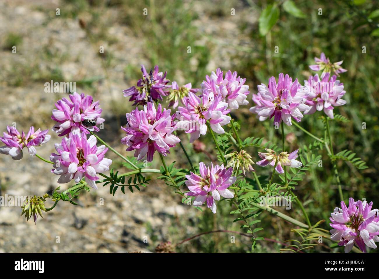 Rosa fiore viola corona vetch (Securigera varia). Foto Stock