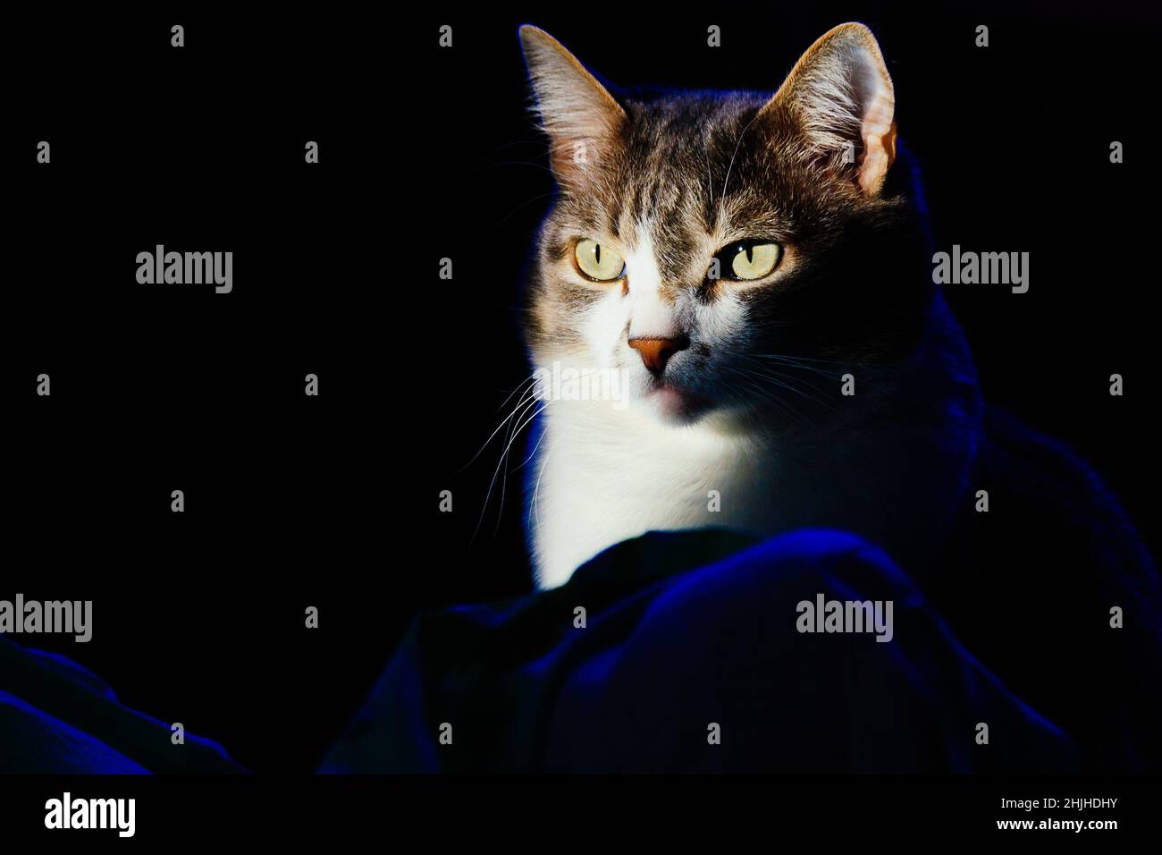 Ritratto di gatto domestico su sfondo scuro. Aspetto espressivo dell'animale domestico. Foto di gatto con spazio da copiare. Sfondo. Foto Stock