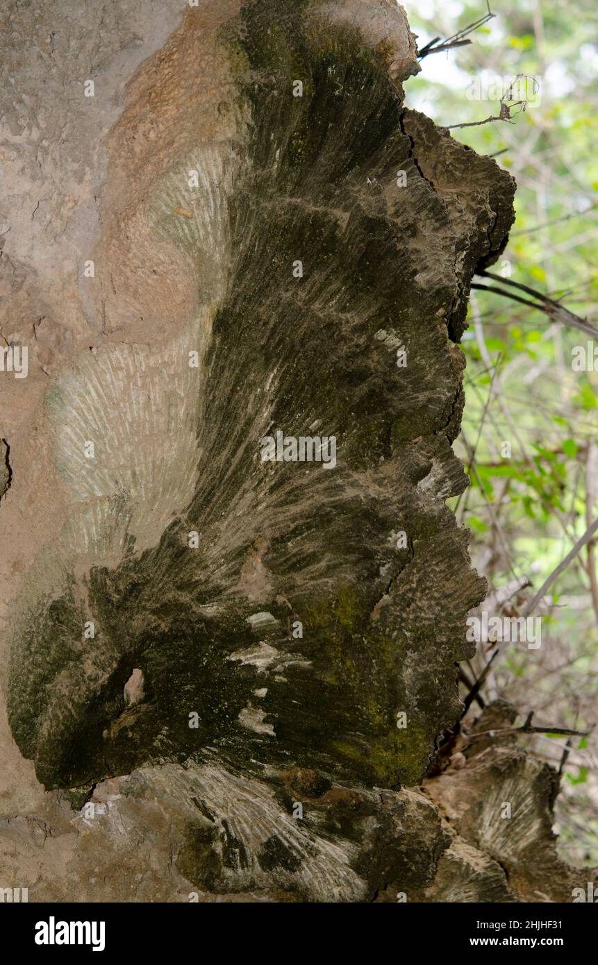 Fossili di corallo incastonati nella roccia nella foresta ad un'altezza significativa sopra il livello del mare, Parco Nazionale di Bali Occidentale, vicino all'Isola di Menjangan, Buleleng, Bali, Indones Foto Stock