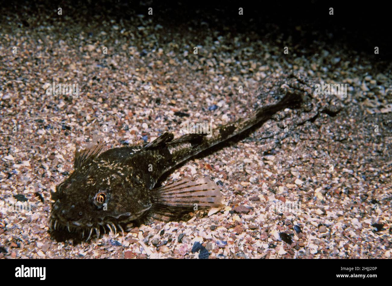Pogge (Agonus cataphractus) su un fondo marino ghiaioso, Regno Unito. Foto Stock