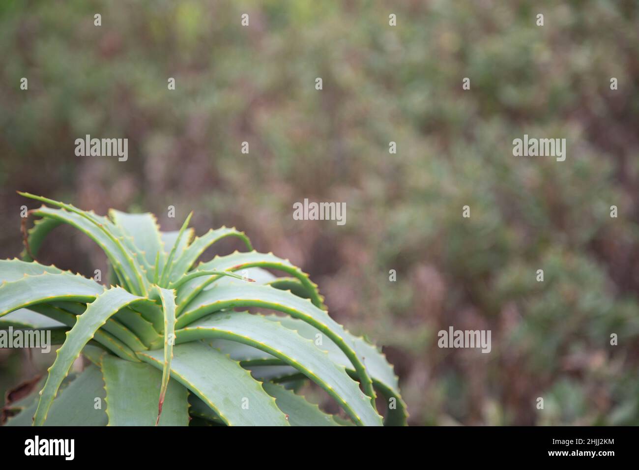 Una pianta di aloe con spazio di copia. Foto Stock