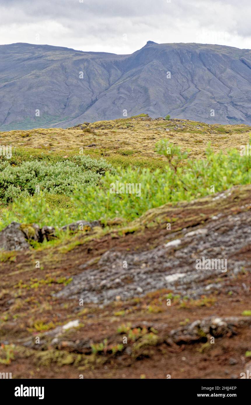 Islanda - Thingvellir National Park - UNESCO World Heritage Site - La separazione di due placche tettoniche, nord americana ed europea e piastre - Golden Foto Stock