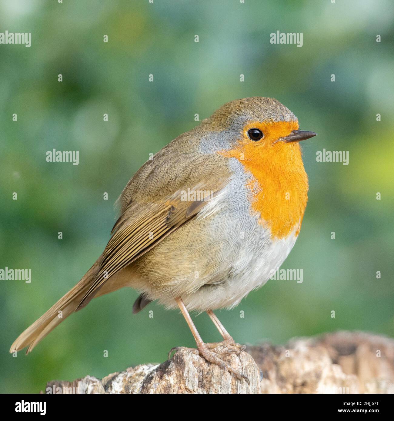 Robin sul Southampton Common Foto Stock