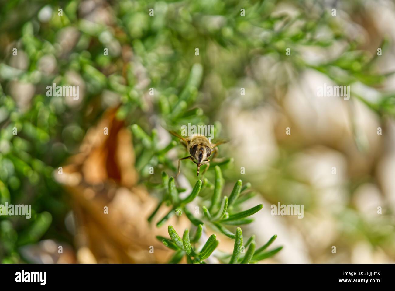 Un macro shot di un'ape che vola vicino a piante verdi da giardino Foto Stock