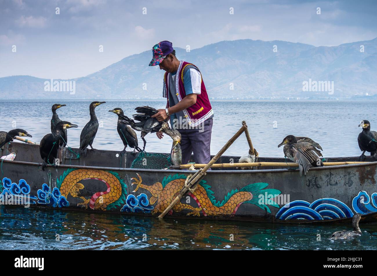 Asia, Cina, Yunnan, Dali, Lago di Erhai, pesca cormorana Foto Stock