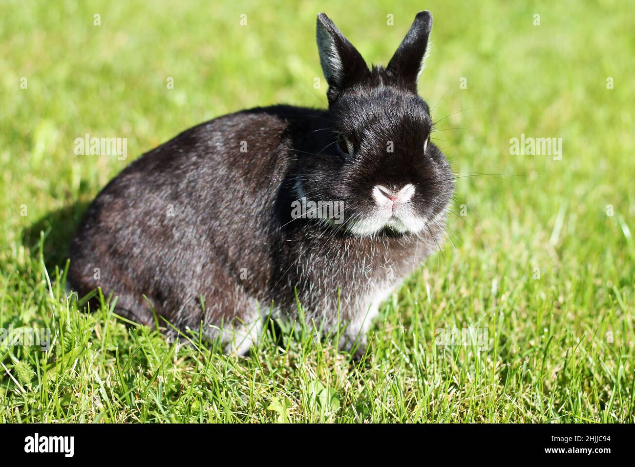 Piccolo coniglio nero su sfondo verde erba. Coniglio olandese nano sul prato primaverile. Foto Stock