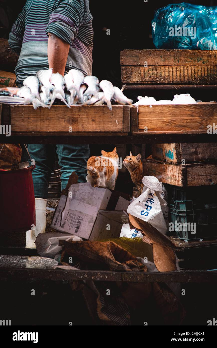 Cairo Egitto Dicembre 2021 colpo verticale di diversi gatti al mercato del pesce, guardando il pesce sperando di ottenere alcuni per mangiare. Gatti di strada randagi affamati Foto Stock