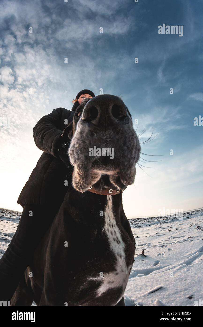 Un cane grande con una padrona su un campo nevoso. Grande Dane nella neve, animale domestico Foto Stock