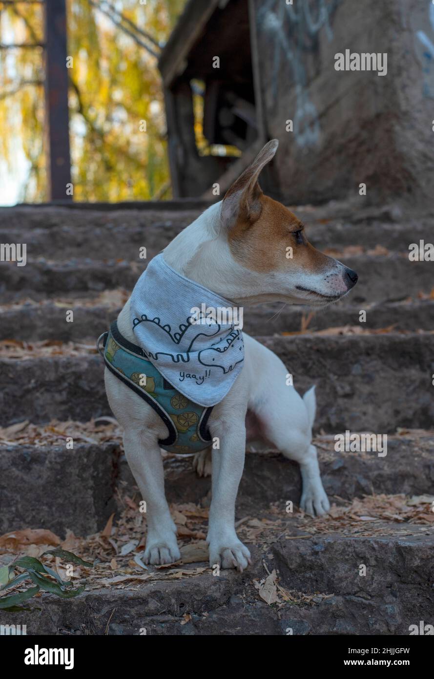 Un cane della razza Jack Russell Terrier siede sui gradini concreti di un ponte nella foresta, guardando via, in una bandana grigia Foto Stock