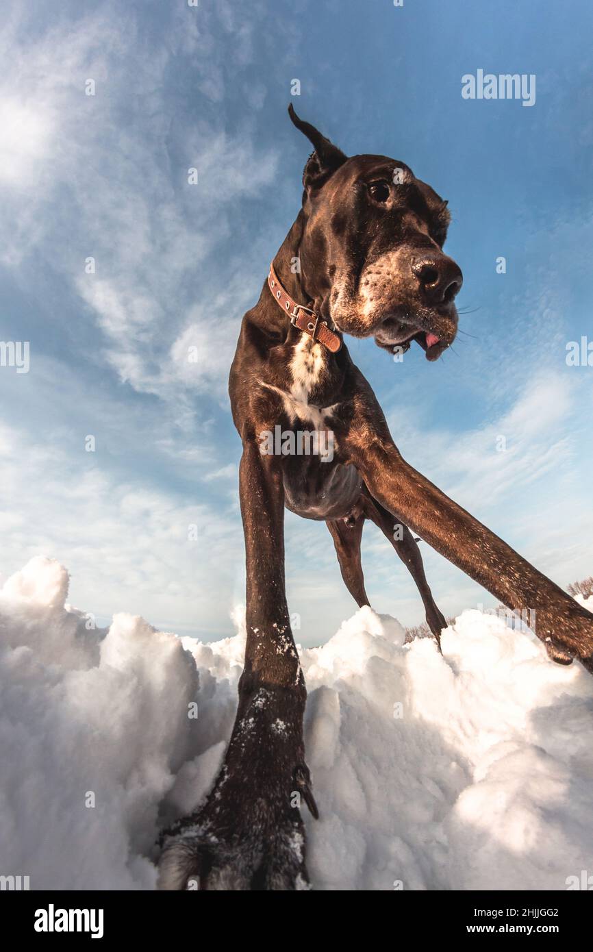 Big dog corre nella neve in inverno, Great Dane esplora il campo di neve Foto Stock