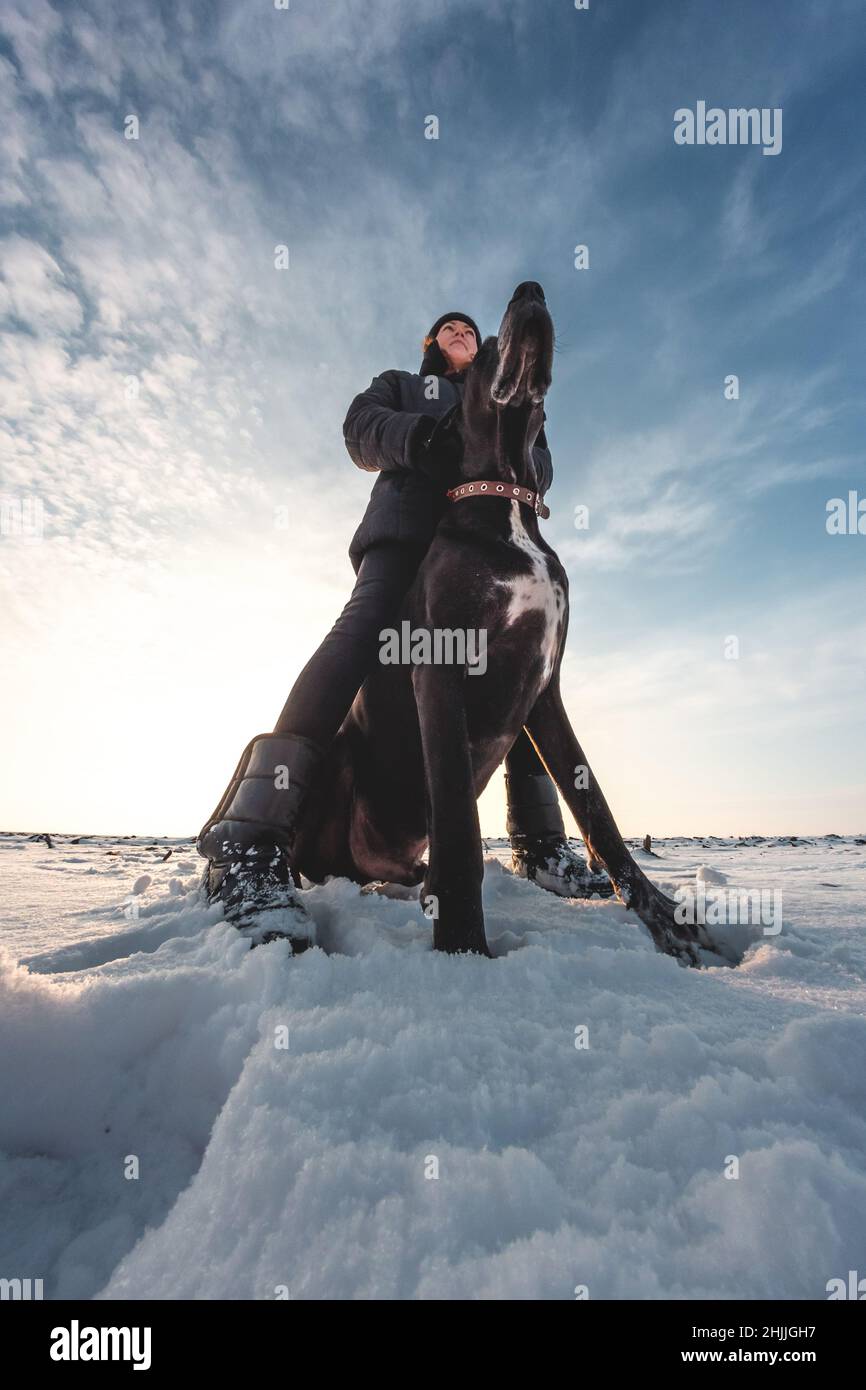 Un cane grande con una padrona su un campo nevoso. Grande Dane nella neve, animale domestico Foto Stock