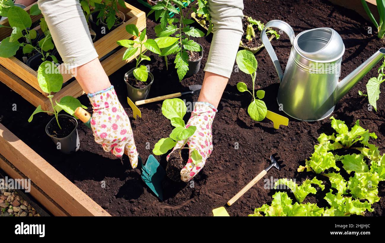 Trapianto di piantine vegetali in suolo nero nei letti rialzati. Coltivare piante organiche in letti rialzati in legno come un hobby. Il coltivatore ha guanto Foto Stock