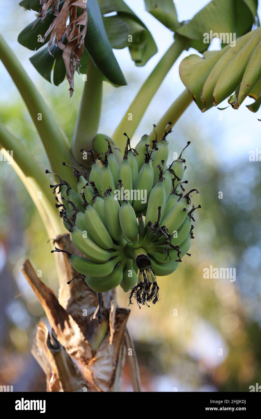 Primo piano di un mazzo di banane non mature visto appeso ad un albero. Foto Stock