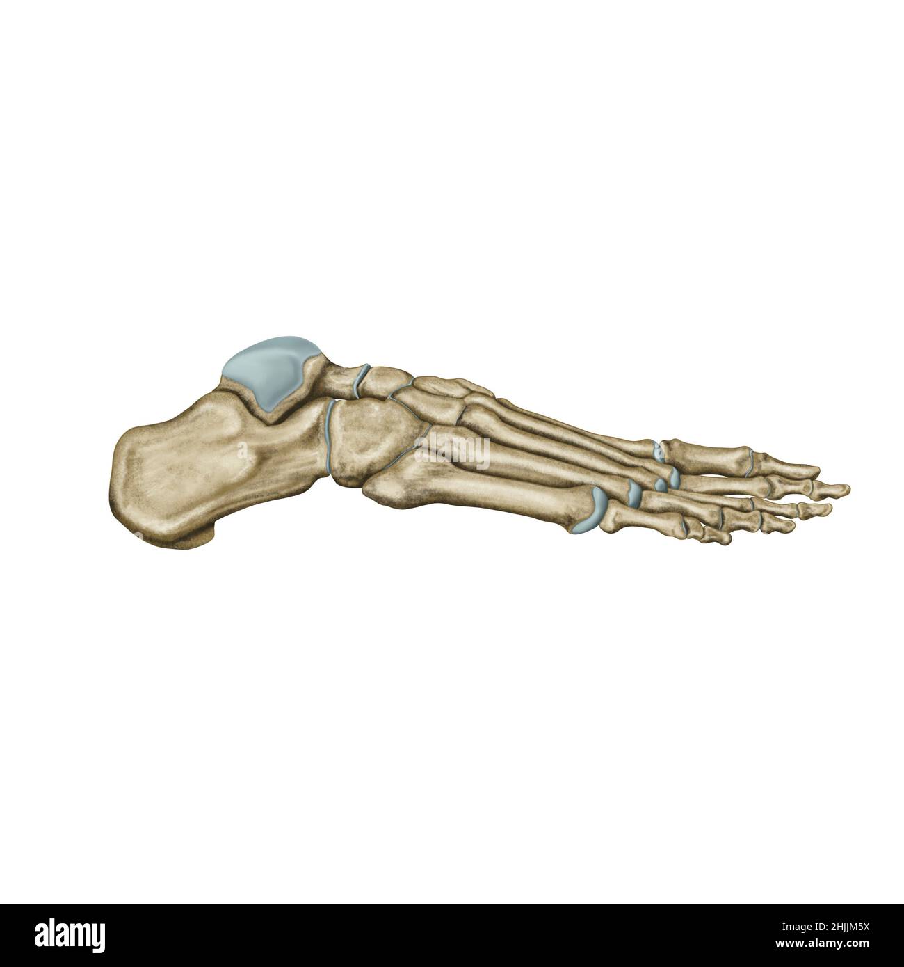 Vista laterale del piede, anatomia del piede, osso della gamba disegnato a mano Foto Stock