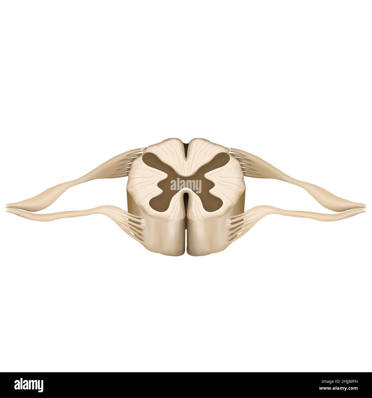 Midollo spinale, anatomia del midollo spinale, disegno del midollo spinale Foto Stock