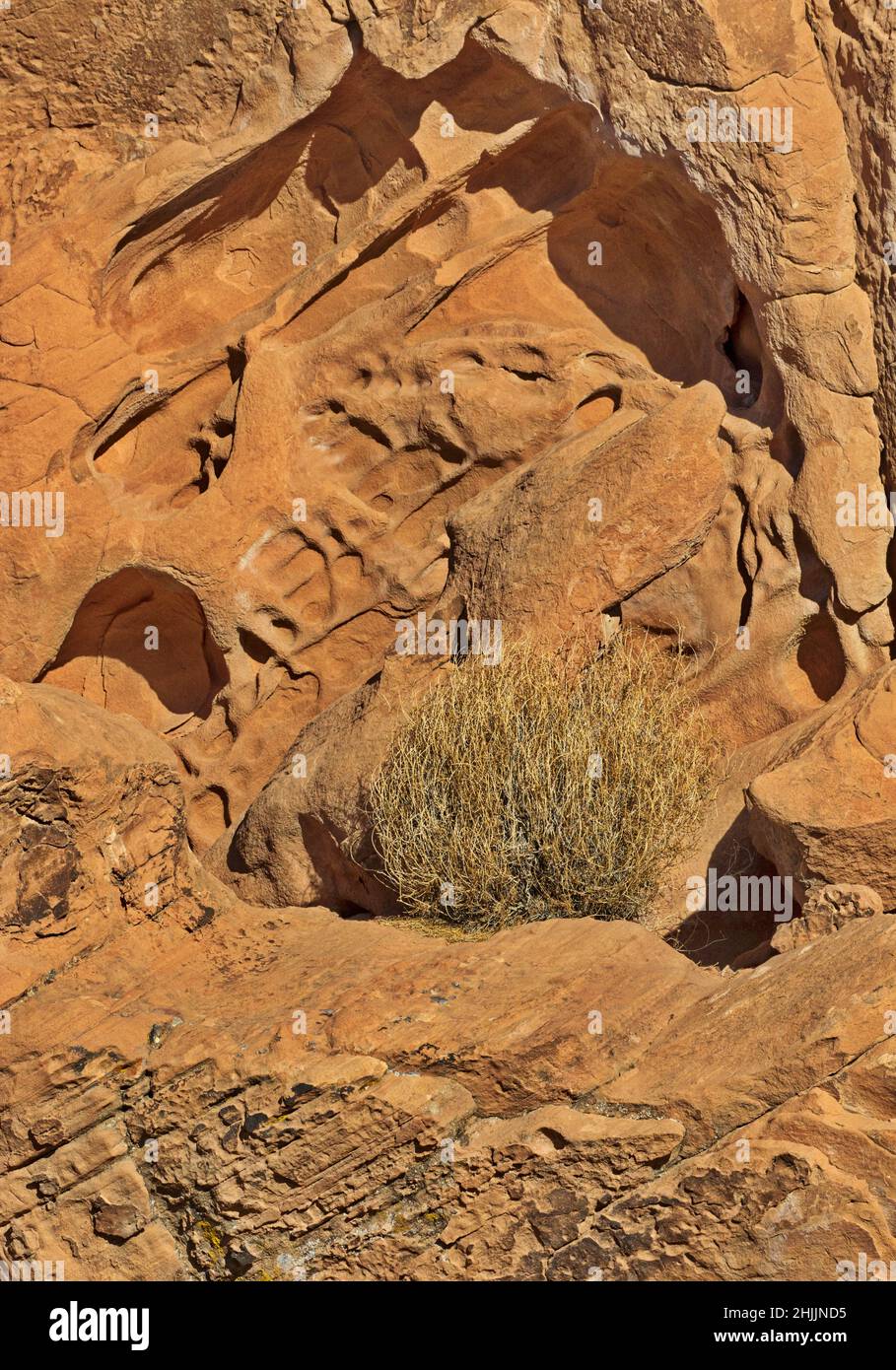 Le formazioni di arenaria rossa Dncient sono dettagliate e incise nel tempo nel Valley of Fire state Park in Nevada Foto Stock