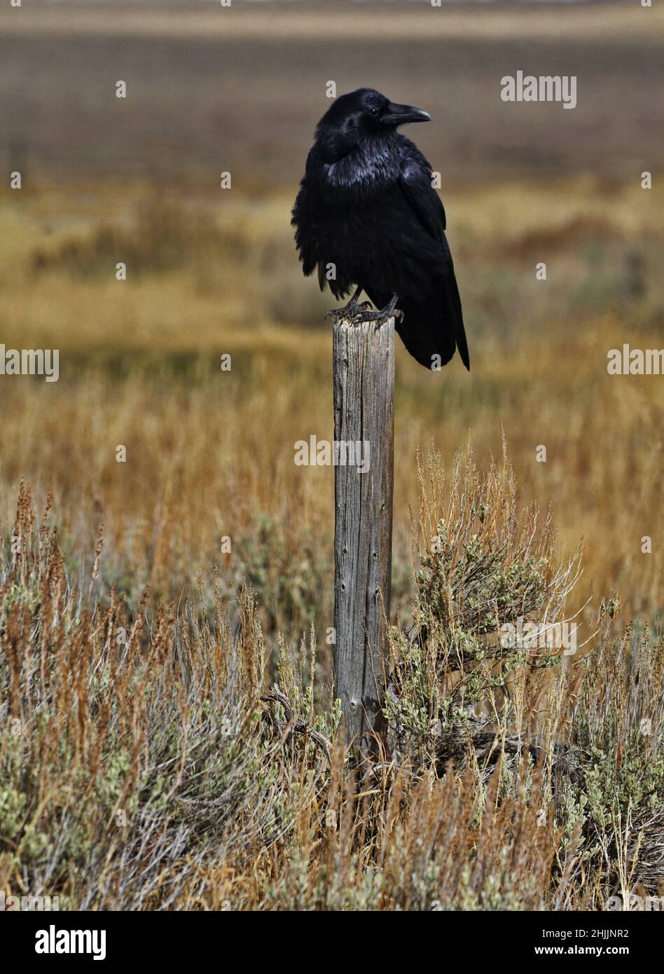 Il corvo nero comune sul palo di recinzione usurato tempo è guardiano vigilante sopra il campo selvaggio in Wyoming, Stati Uniti Foto Stock