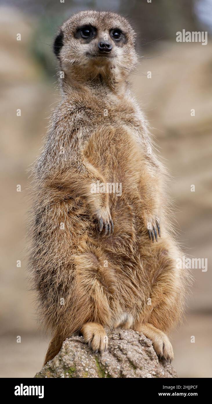 Un meerkat, arroccato su una roccia Foto Stock