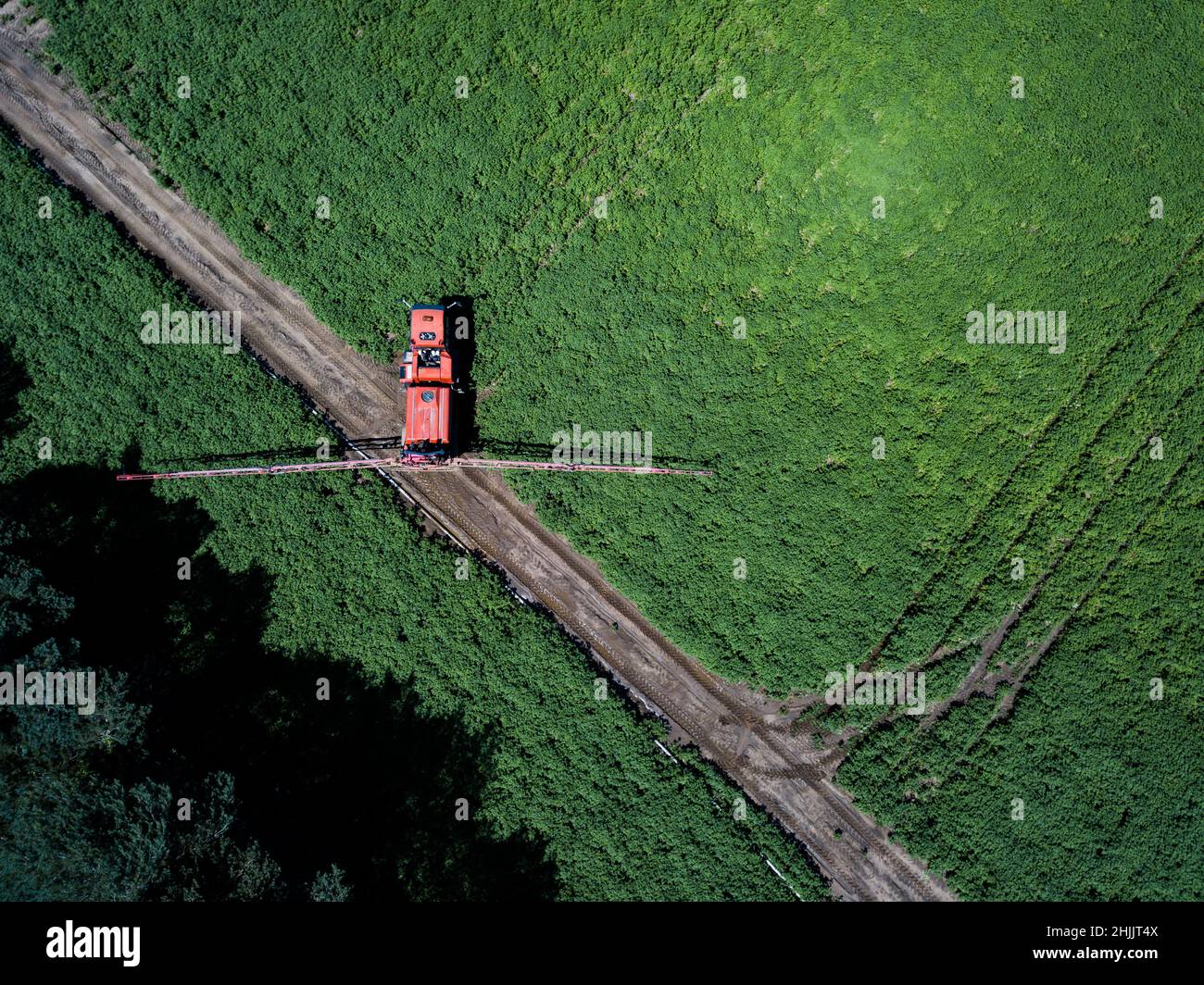 Fuco aereo di macchine agricole spruzzando campi agricoli nella campagna del Suffolk prima della raccolta Foto Stock