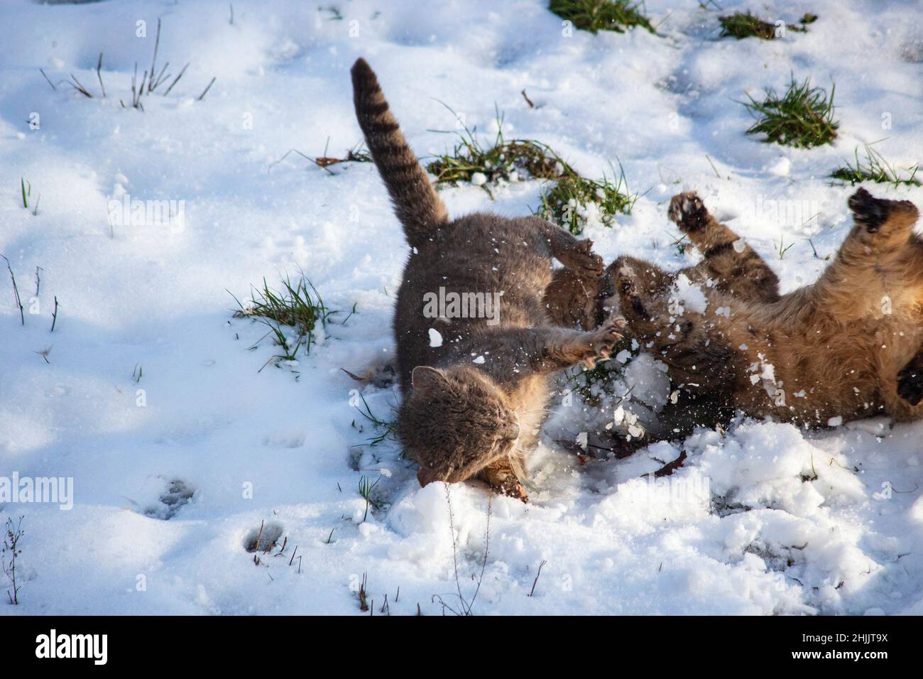 Lotta di due gatti tabby nella neve Foto Stock