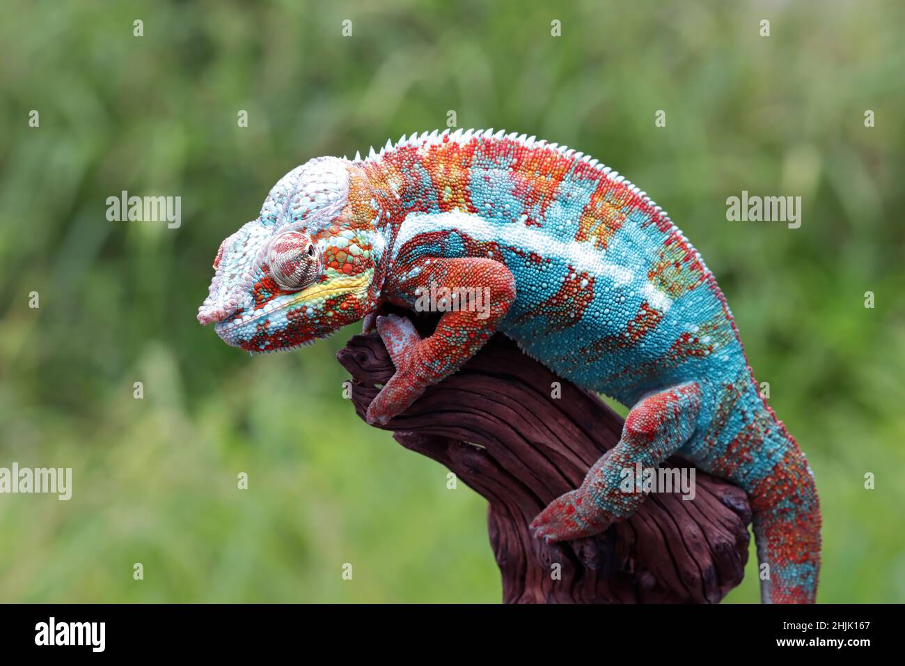 Panther chameleon multicolore su un ramo, Indonesia Foto Stock