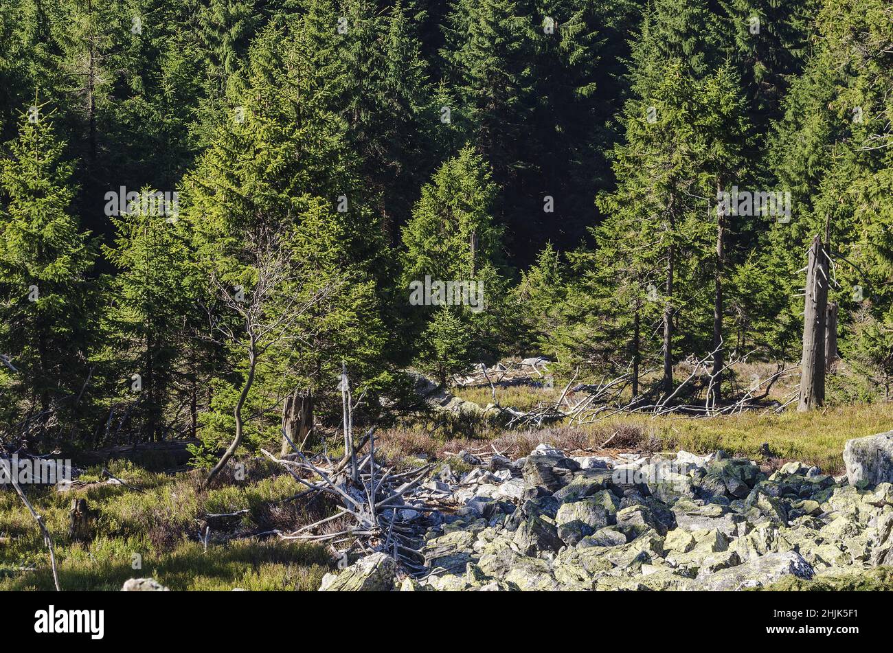 Bella foresta di montagna in primavera giorno di sole con scivolo di roccia - naturale texture di montagna terreno Foto Stock
