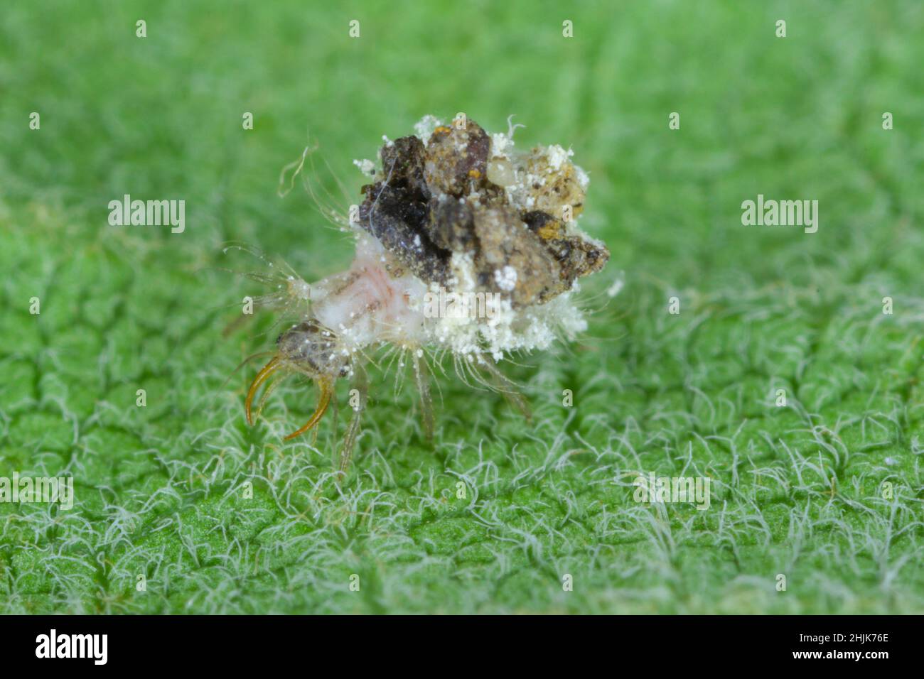 Larva lacewing (Neuroptera: Chrysopidae). Un predatore che caccia altri piccoli animali. Foto Stock