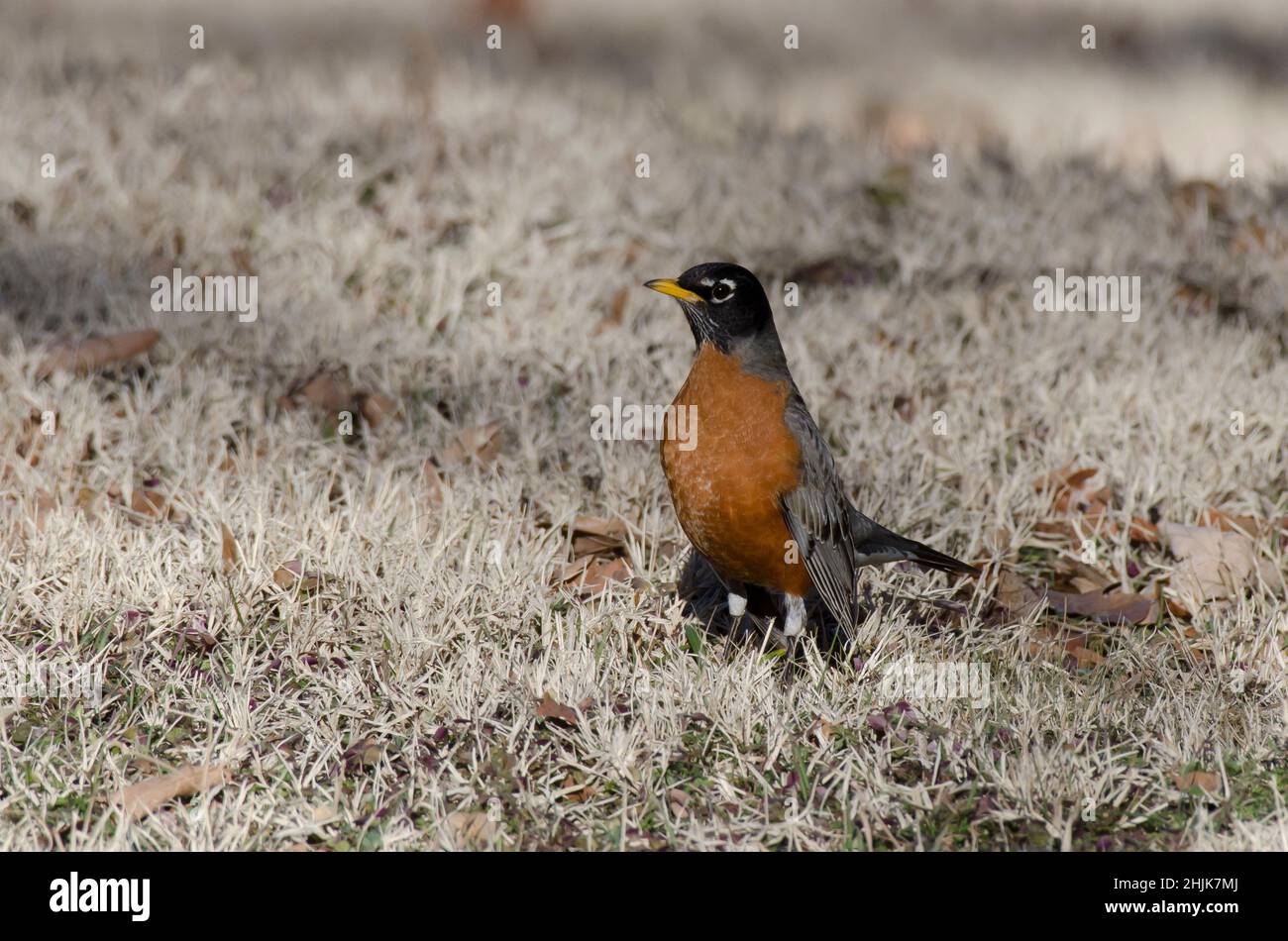 American Robin, Turdus migratorius Foto Stock
