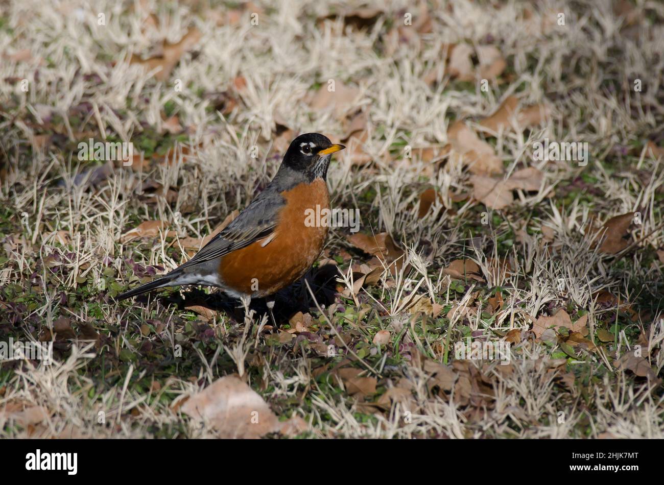 American Robin, Turdus migratorius Foto Stock